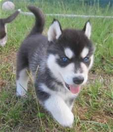 Siberische husky pup