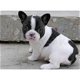 franse bulldog pup voor adoptie - 1 - Thumbnail