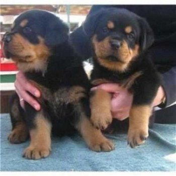 rottwelier pups - 1