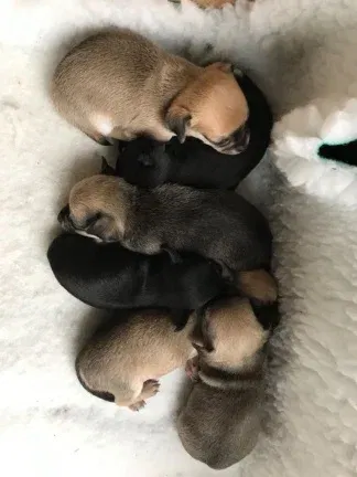 Appel-hoofd Chihuahua-puppy's te koop - nr. 1