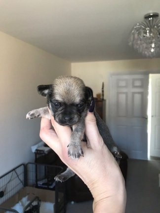 Appel-hoofd Chihuahua-puppy's te koop - Afbeelding 2