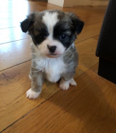 Appel-hoofd Chihuahua-puppy's te koop - Afbeelding 3