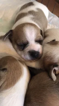 Mooie Chihuahua-puppy's te koop - nr. 1