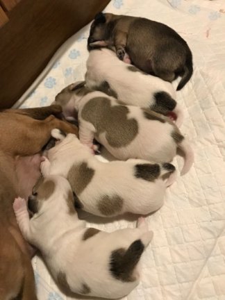 Mooie Chihuahua-puppy's te koop - Afbeelding 2