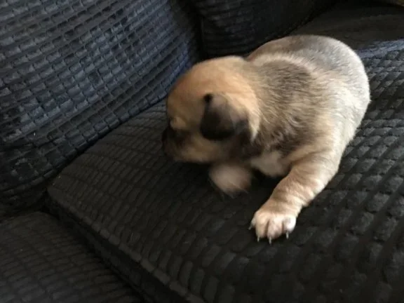Klein theekopje Langharige CKC Chihuahua-pups te koop - nr. 1