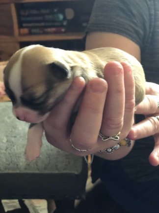Klein theekopje Langharige CKC Chihuahua-pups te koop - Afbeelding 2