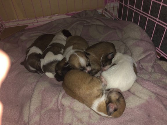 Klein theekopje Langharige CKC Chihuahua-pups te koop - Afbeelding 3