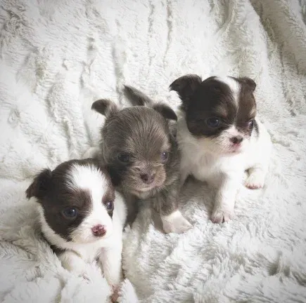 AKC Chihuahua pups te koop - nr. 1