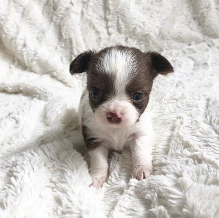 AKC Chihuahua pups te koop - Afbeelding 2