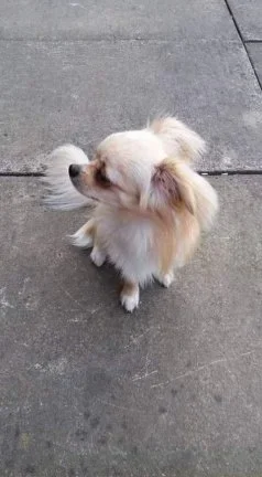 Chihuahua Pups te koop - nr. 1