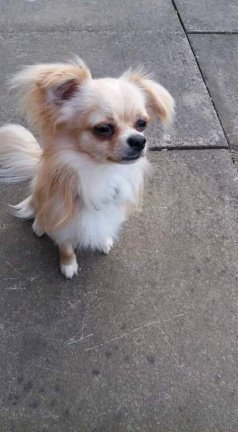 Chihuahua Pups te koop - Afbeelding 2