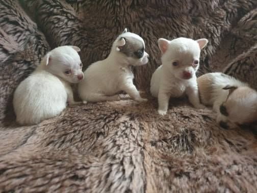 Chihuahua Pups te koop - Afbeelding 3