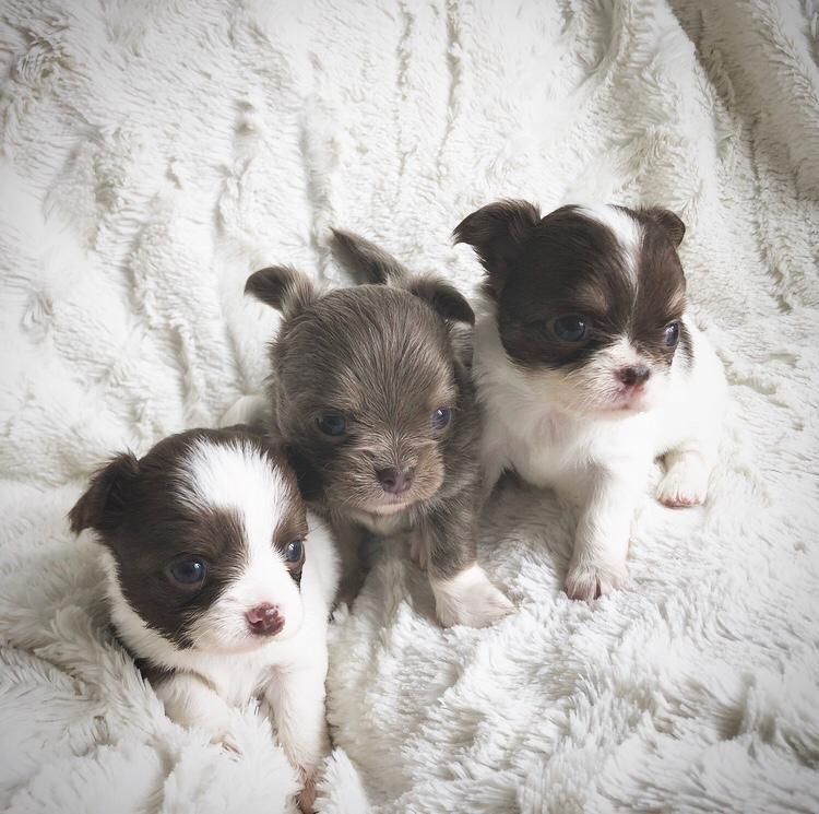 Chihuahua Puppy te koop - nr. 1