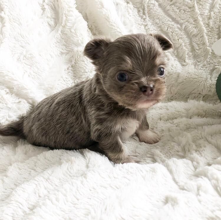 Chihuahua Puppy te koop - Afbeelding 3