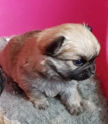 Leuke Chihuahua-puppy's te koop - nr. 1