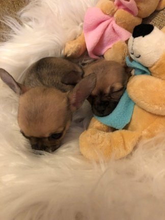 Leuke Chihuahua-puppy's te koop - Afbeelding 2