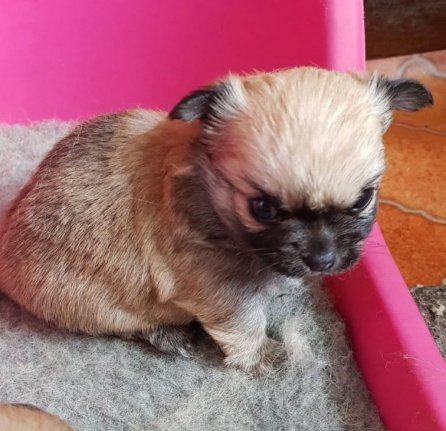 Leuke Chihuahua-puppy's te koop - Afbeelding 3