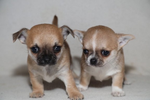 Kleine chihuahua-puppy's voor de markt - nr. 1