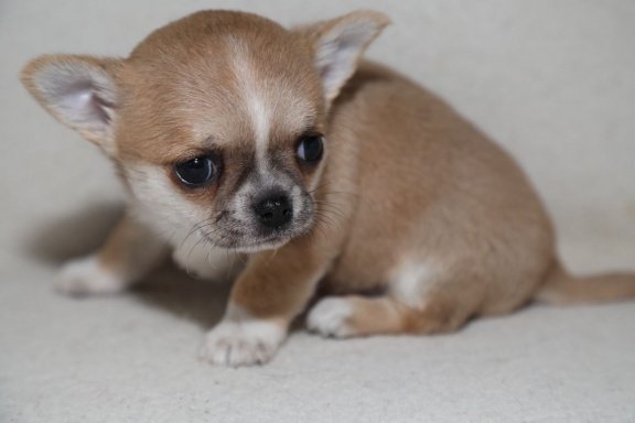 Kleine chihuahua-puppy's voor de markt - Afbeelding 2