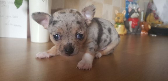 Kleine chihuahua-puppy's voor de markt - Afbeelding 3