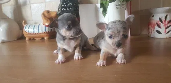 Leuke kleine mannelijke Chihuahua te koop - nr. 1