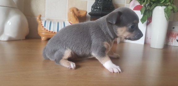 Leuke kleine mannelijke Chihuahua te koop - Afbeelding 2