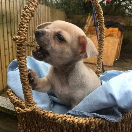 Vrouwelijke Chihuahua te koop - nr. 1