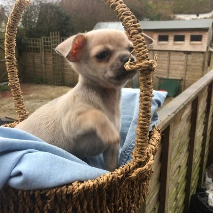 Vrouwelijke Chihuahua te koop - Afbeelding 2