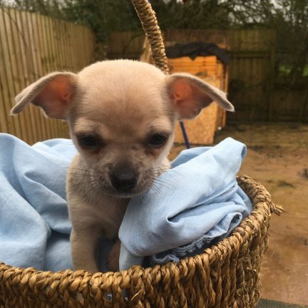 Vrouwelijke Chihuahua te koop - Afbeelding 3