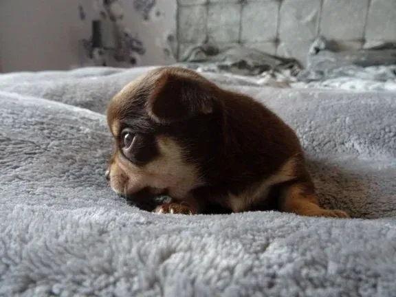 Tiny theekopje Chihuahua-puppy's, - nr. 1