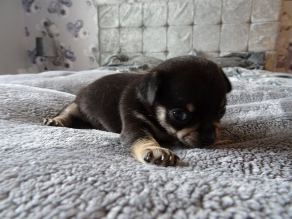 Tiny theekopje Chihuahua-puppy's, - Afbeelding 2