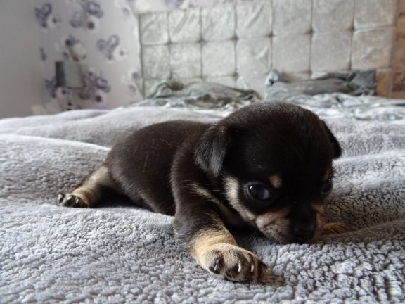 Tiny theekopje Chihuahua-puppy's, - Afbeelding 3