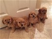 Uitgebreide gezondheidstest Cavapoo puppies - 1 - Thumbnail