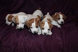 Pedigree Jack Russels - 1