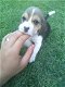 Mooie Tricoloured beagle puppies - 1 - Thumbnail
