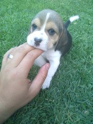 Mooie Tricoloured beagle puppies