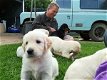 Golden Retriever puppies - 1 - Thumbnail