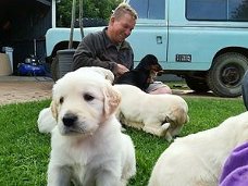 Golden Retriever puppies