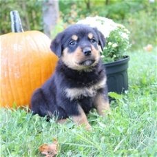 Mooie Rottweiler puppies