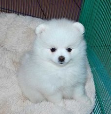 Exclusieve pure witte Pommeren Puppies