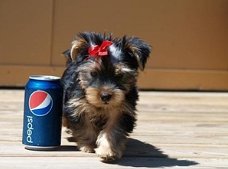 Schattig puur RAS Yorkshire Terriër pups