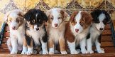 Miniatuur Australische herder puppies - 1 - Thumbnail