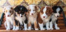 Miniatuur Australische herder puppies