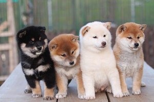 Akita puppies KC REG/volledig gevaccineerd - 1