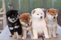 Akita puppies KC REG/volledig gevaccineerd - 1 - Thumbnail