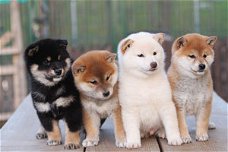 Akita puppies KC REG/volledig gevaccineerd
