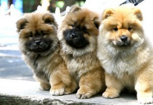 Verbazingwekkende Chow Chow puppies KC REG/volledig gevaccineerd - 1