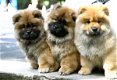 Verbazingwekkende Chow Chow puppies KC REG/volledig gevaccineerd - 1 - Thumbnail