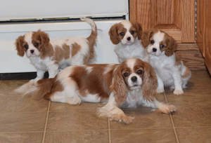 Cavalier King Charles Spaniels puppies - 1