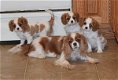 Cavalier King Charles Spaniels puppies - 1 - Thumbnail